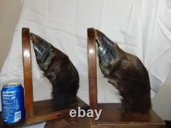 Pr Vintage Bison Hoof Taxidermy Bookends Display Books Hunting Lodge Library
