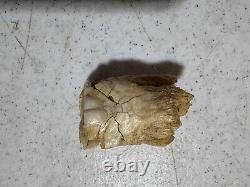 Prehistoric BISON TOOTH (found in north texas creek bed)