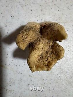 Prehistoric BISON TOOTH (found in north texas creek bed)