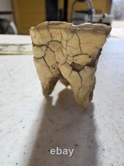 Prehistoric BISON TOOTH (found in north texas creek bed)