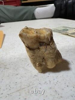 Prehistoric BISON TOOTH (found in north texas creek bed)