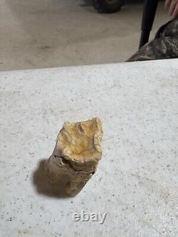 Prehistoric BISON TOOTH (found in north texas creek bed)