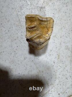 Prehistoric BISON TOOTH (found in north texas creek bed)