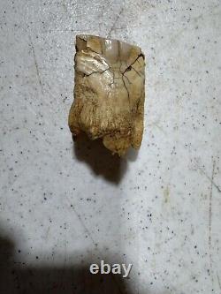 Prehistoric BISON TOOTH (found in north texas creek bed)