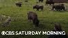 Program Reintroduces Previously Believed Extinct Wood Bison Into The U S