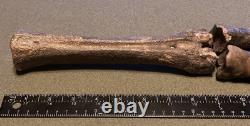 RARE Fossil Bison Unassosiated Foot, Great Collectible Metatarsal Kansas