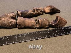 RARE Fossil Bison Unassosiated Foot, Great Collectible Metatarsal Kansas