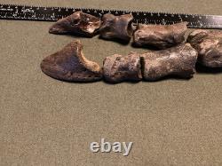 RARE Fossil Bison Unassosiated Foot, Great Collectible Metatarsal Kansas