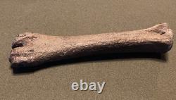 RARE Fossil Bison Unassosiated Foot, Great Collectible Metatarsal Kansas