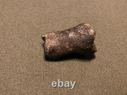 RARE Fossil Bison Unassosiated Foot, Great Collectible Metatarsal Kansas