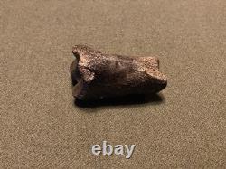 RARE Fossil Bison Unassosiated Foot, Great Collectible Metatarsal Kansas