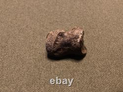 RARE Fossil Bison Unassosiated Foot, Great Collectible Metatarsal Kansas