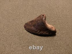 RARE Fossil Bison Unassosiated Foot, Great Collectible Metatarsal Kansas
