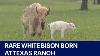 Rare White Bison Born At Central Texas Ranch Fox 7 Austin