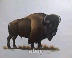 Ray Harm American Bison (buffalo) 46 Year Old Print In Great Condition- Beauty