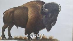 Ray Harm American Bison (buffalo) 46 Year Old Print In Great Condition- Beauty