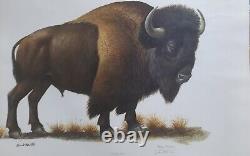 Ray Harm American Bison (buffalo) 46 Year Old Print In Great Condition- Beauty