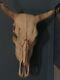 Real American Bison/Buffalo Skull With Horn 17 INCH WIDE w Horn Tips