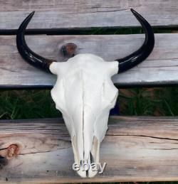 Real American Bison/Buffalo Skull With Horn Caps From Custer State Park