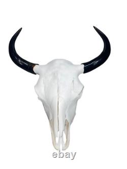 Real American Bison/Buffalo Skull With Horn Caps From Custer State Park