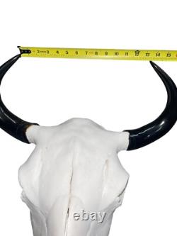 Real American Bison/Buffalo Skull With Horn Caps From Custer State Park