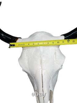 Real American Bison/Buffalo Skull With Horn Caps From Custer State Park