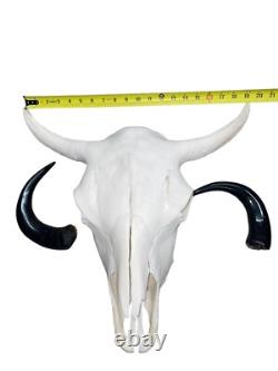 Real American Bison/Buffalo Skull With Horn Caps From Custer State Park