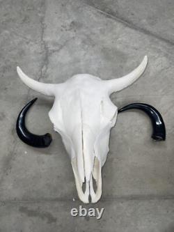 Real American Bison/Buffalo Skull With Horn Caps From Custer State Park
