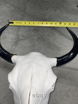 Real American Bison/Buffalo Skull With Horn Caps From Custer State Park