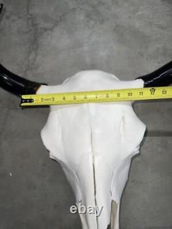 Real American Bison/Buffalo Skull With Horn Caps From Custer State Park