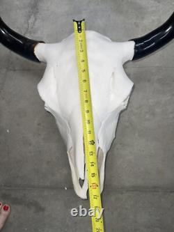Real American Bison/Buffalo Skull With Horn Caps From Custer State Park