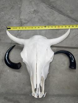 Real American Bison/Buffalo Skull With Horn Caps From Custer State Park