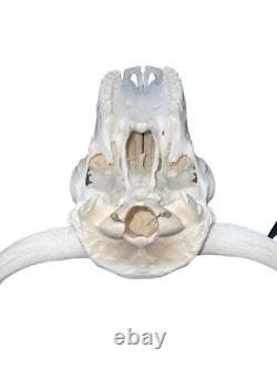 Real American Bison/Buffalo Skull With Horn Caps From Custer State Park