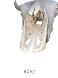 Real American Bison/Buffalo Skull With Horn Caps From Custer State Park