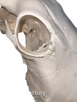 Real American Bison/Buffalo Skull With Horn Caps From Custer State Park