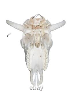 Real American Bison/Buffalo Skull With Horn Caps From Custer State Park