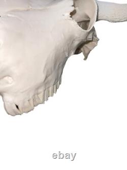 Real American Bison/Buffalo Skull With Horn Caps From Custer State Park