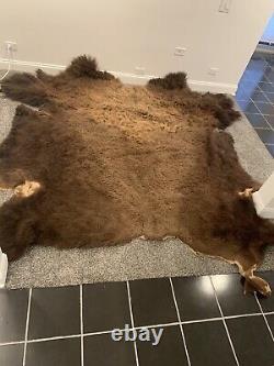Real Authentic Buffalo/Bison Rug Hide