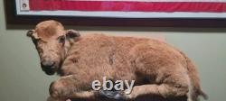 Real Baby Buffalo / Bison Taxidermy Mount