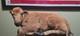 Real Baby Buffalo / Bison Taxidermy Mount