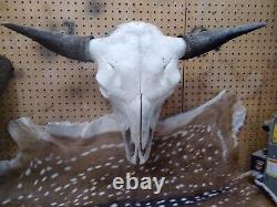 Real Bison/ Buffalo Skull