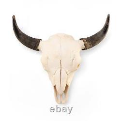 Real Bison Skull American Bison / Buffalo