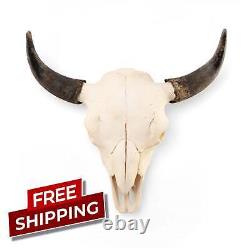 Real Bison Skull American Bison / Buffalo