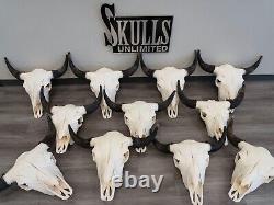 Real Bison Skull American Bison / Buffalo