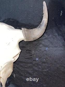 Real Bison Skull American Bison / Buffalo