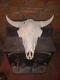 Real Bone American LARGE Bison (Buffalo) Skull without horns