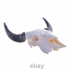 Real Bone Buffalo (Bison) Skull with Free Shipping