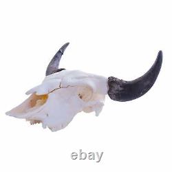 Real Bone Buffalo (Bison) Skull with Free Shipping