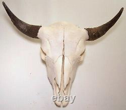 Real Bone Buffalo (Bison) Skull with Free Shipping