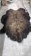 Real Buffalo / Bison Fresh Tanned Taxidermy Rug Hide Brand New